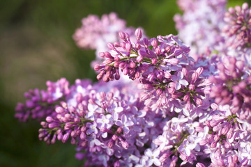 Obraz premium Purple lilac closeup