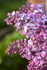 Purple lilac closeup