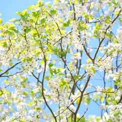 Spring Blossom of Bird Cherry. White Flowers Outdoor