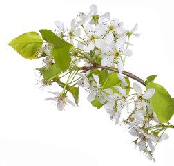 White Spring Blossoms of Cherry isolated on white