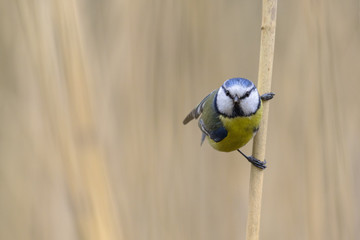 Fototapeta premium Blue tit closeup in the reeds