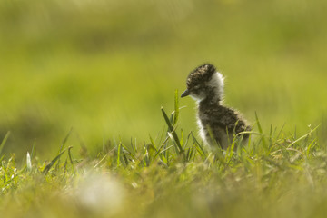 Lapwing chick exploring farmland