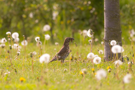 Meadow pipit in a field with common dandelions caught a caterpil