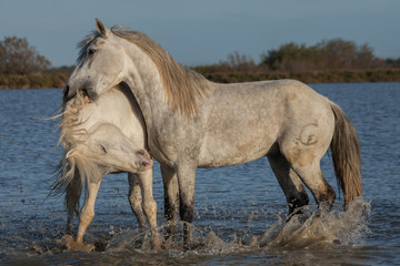 biting stallion