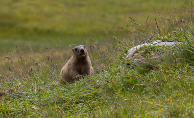 Fototapeta premium Marmotte dans un alpage