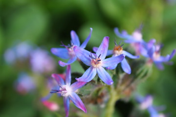 Jardin des plantes, Paris