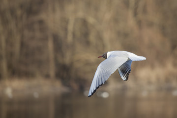 Naklejka premium Gabbiano dalla testa nera