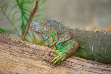 iguana