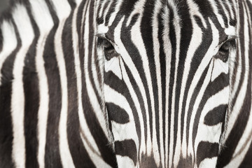Naklejki  Zbliżenie głowy i ciała zebry z pięknym wzorem w paski