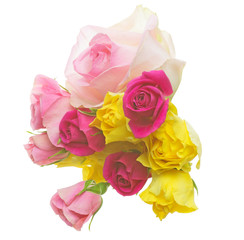Fototapeta premium 薔薇