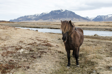Cheval islandais
