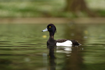 Tufted Duck, Aythya fuligula