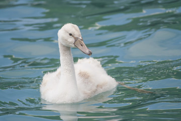 Piccolo cigno
