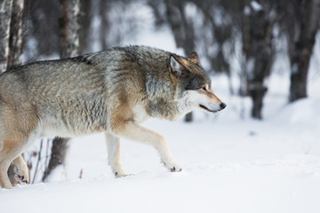 Obraz premium Wolf sneaking in the winter forest