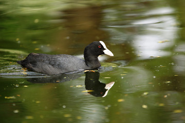 Eurasian Coot, Coot, Fulica atra