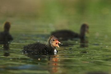 Eurasian Coot, Coot, Fulica atra