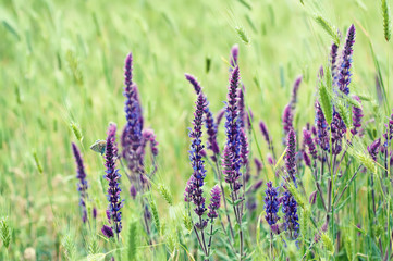 Violet  meadow flower