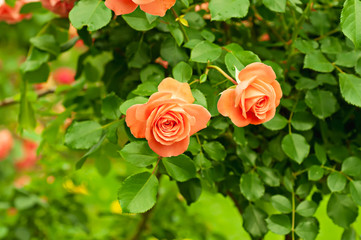 Orange rose