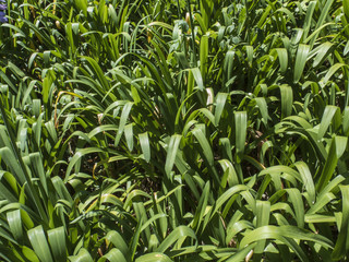 Textura agapanthus africanus. Agapanto. 