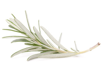 Fototapeta premium rosemary herb spice leaves isolated on white background cutout