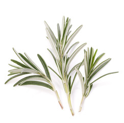 rosemary herb spice leaves isolated on white background cutout
