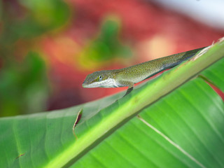 Lizard-14