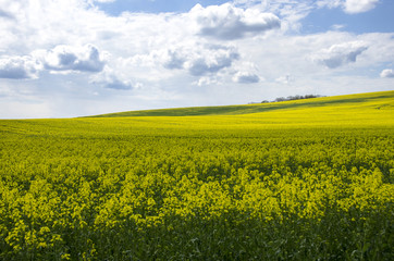 Fototapeta premium Blue sky over the rape field.
