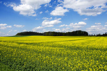 Obraz premium Blue sky over the rape field.