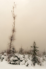 Misty winter landscape