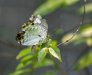 Schmetterling