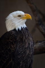 american bald eagle