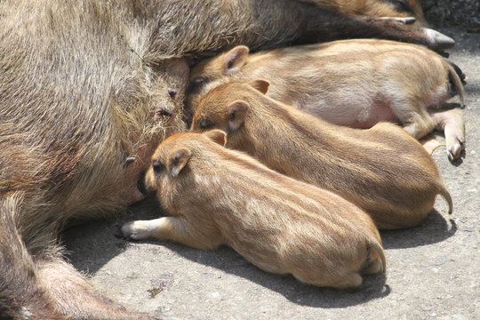 230 最適な ウリボー 画像 ストック写真 ベクター Adobe Stock