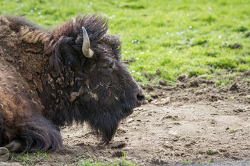 american bison