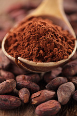 cocoa powder in spoon on roasted cocoa chocolate beans backgroun