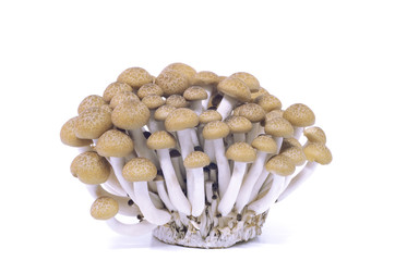 mushrooms on white background