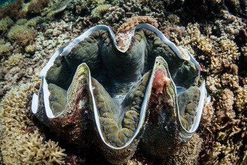 Giant Clam 2 © ead72