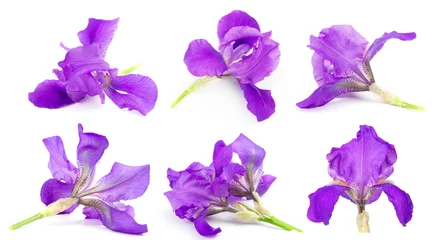 Photo sur Aluminium Iris Iris