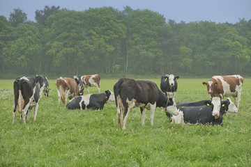 cows in a meadow on a farm