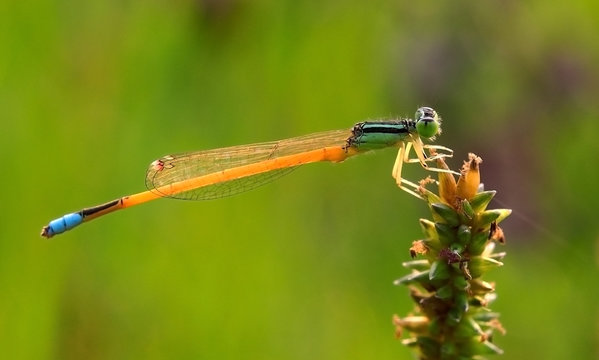 Dragonfly on green grass stem with green background