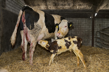 newborn calf in a stable © egonzitter