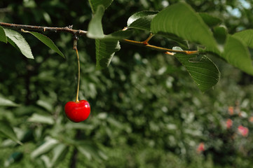 Fototapeta premium lonely cherry on a branch