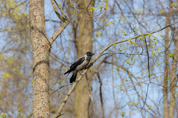 crow sitting on a maple