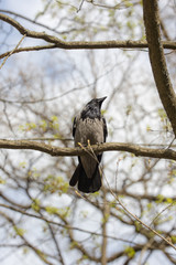 crow in spring