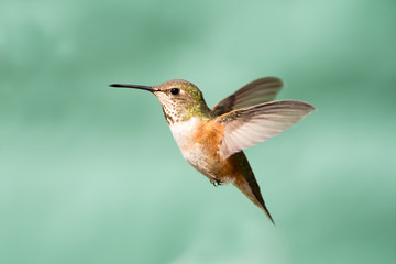 Rufous Hummingbird in Flight, Female © birdiegal