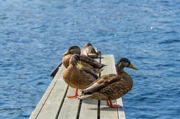 Enten auf dem Bootssteg