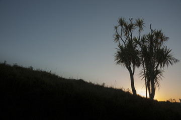 Fototapeta na wymiar Cabbage trees silhouetted in landscape at dawn.