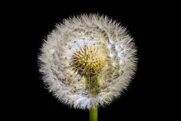 illuminated dandelion seed