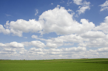 Blue sky over the rape field