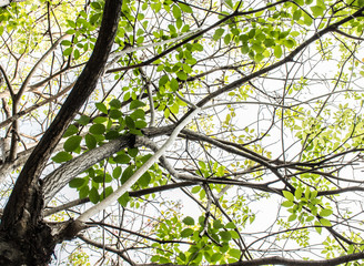 Under the Tree