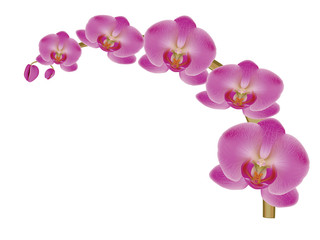 Fototapeta na wymiar Flower Orchid